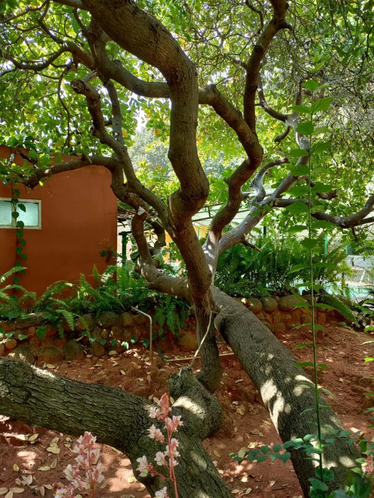 Inn Pondiville Forest Retreat بونديتْشيري المظهر الخارجي الصورة